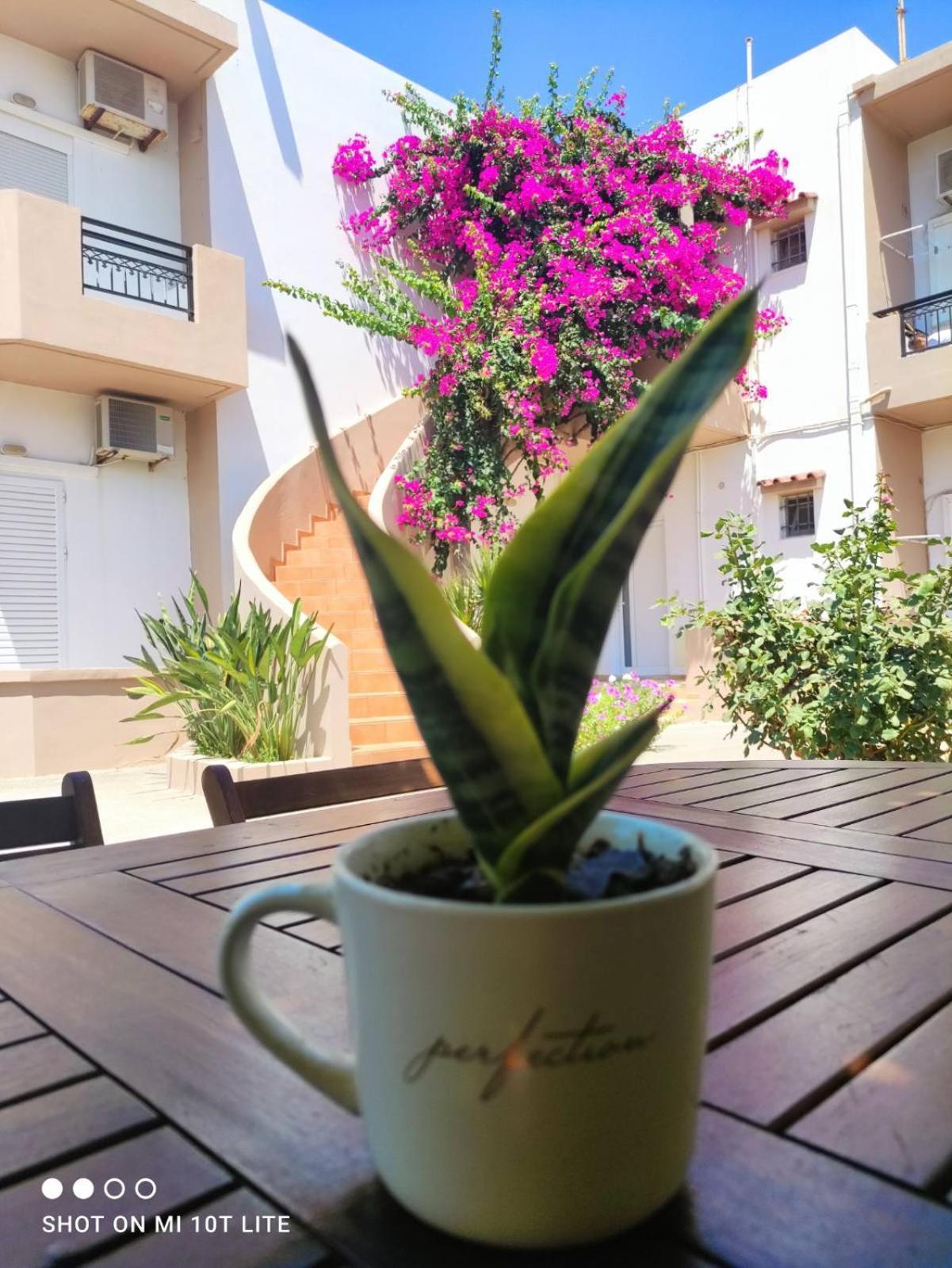 Yannis Apartments Amoudara Lasithiou Eksteriør billede